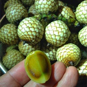 Rattan Fruit