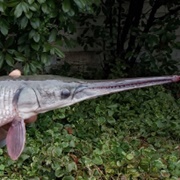 Longnose Gar