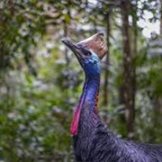 Cassowary