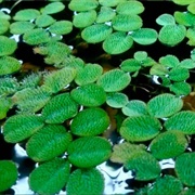 Salvinia Rotundifolia Minima