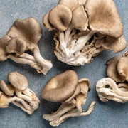 Oyster Mushrooms