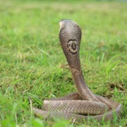 Monocled Cobra