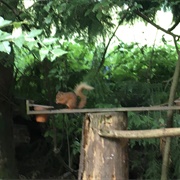 Red Squirrels