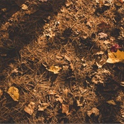 Thomas Williams Metropark