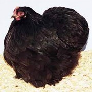 Black Cochin Bantam