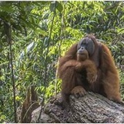 Orangutan Trek Indonesia