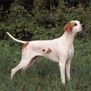 English Pointer