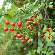 Rose Hips