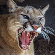 Cougar