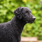 Groom a Curly Coated Retriever