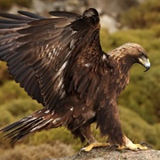 Golden Eagle