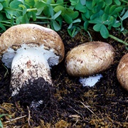 Cypress Agaricus (Agaricus Lilaceps)