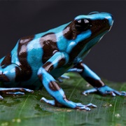Poison Frog