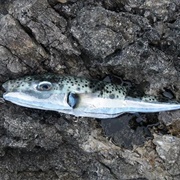 Silver Stripe Blaasop