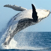 See a Whale Breach