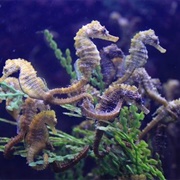 A Herd of Seahorses
