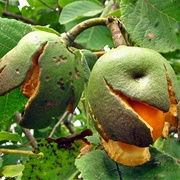 Pequi (Caryocar Brasiliense)