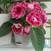 Gloxinia