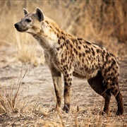 Spotted Hyena