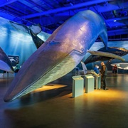 Whales of Iceland Museum, Reykjavik, Iceland