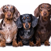 Dachshunds