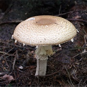 The Prince (Agaricus Augustus)