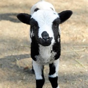 Jacob Sheep