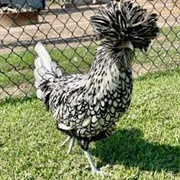 Silver Polish Bantam