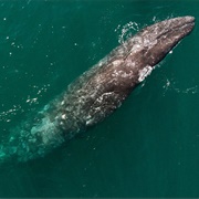Gray Whale