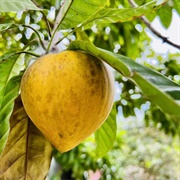 Cupcake Fruit (Pouteria Campechiana)