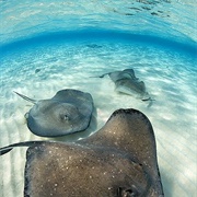 Stingray City, Grand Cayman, Cayman Islands