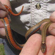 Red-Bellied Snake