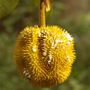 Wild Jack (Artocarpus Hirsutus)