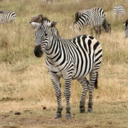 Zebra
