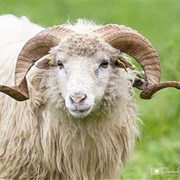 Xalda Sheep