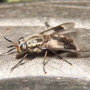 Deer Flies