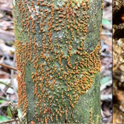Chestnut Blight