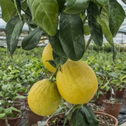 Bajoura Citron
