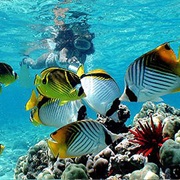 Snorkeling in Hawaii