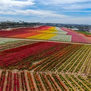 The Flower Fields