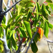 Aguasiqui (Prunus Gentryi)