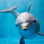 Dolphin