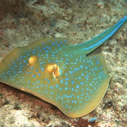 Blue-Spotted Stingray