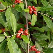 Autumn Olive