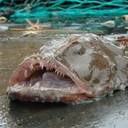 Monk Fish