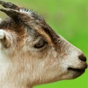 Lamancha Goat