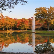 Lake in Yoyogi Park, Tokyo