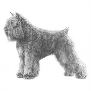 Groom a Bouvier Des Flanders