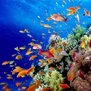Great Barrier Reef, Queensland, Australia
