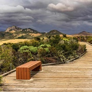El Moro Elfin Forest Natural Area